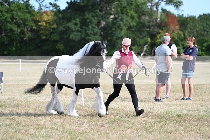 WJ7_8099 - In-hand Championship