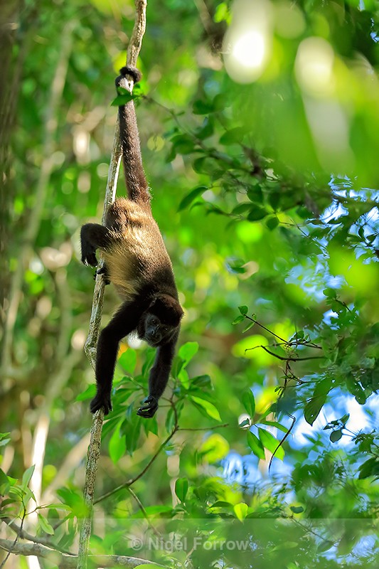 Howler Monkey hanging by tail, Manuel Antonio, Costa Rica - Monkey