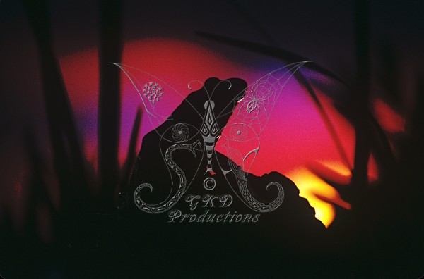 Frog at Sunset - ANIMALS