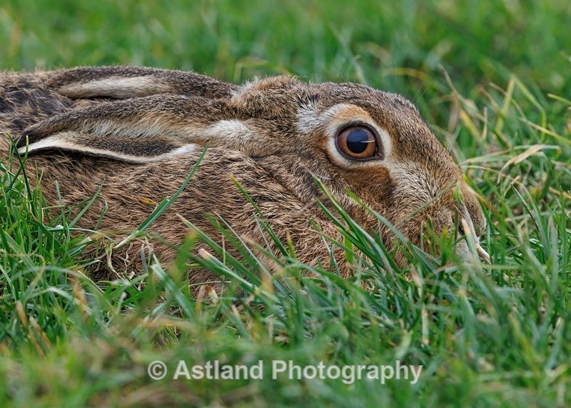 Brown Hare - Latest Images