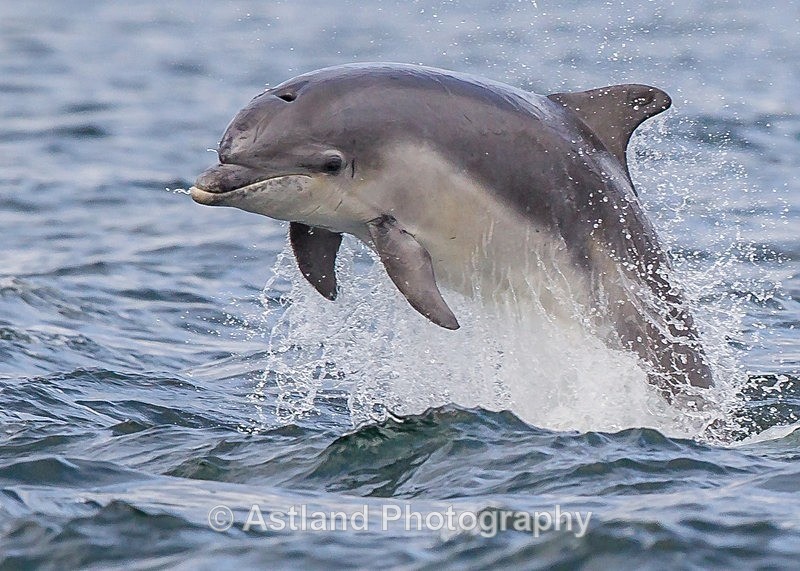 Astland Photography, Bird and Wildlife Images, Susan and Peter Wilson, U.K.