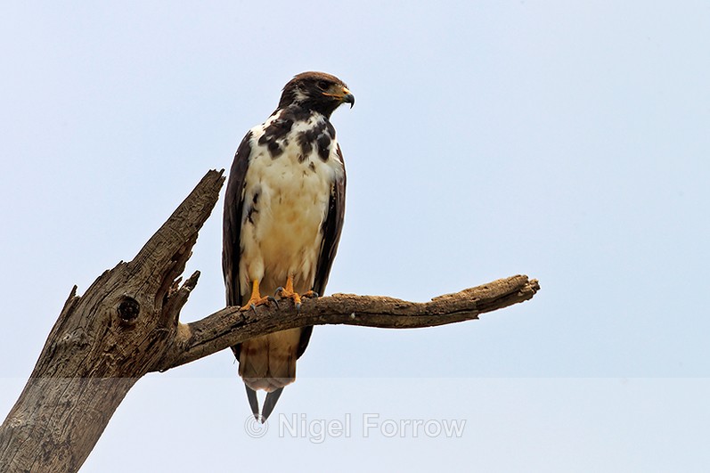 Augur Buzzard perched on a dead tree branch - Augur Buzzard