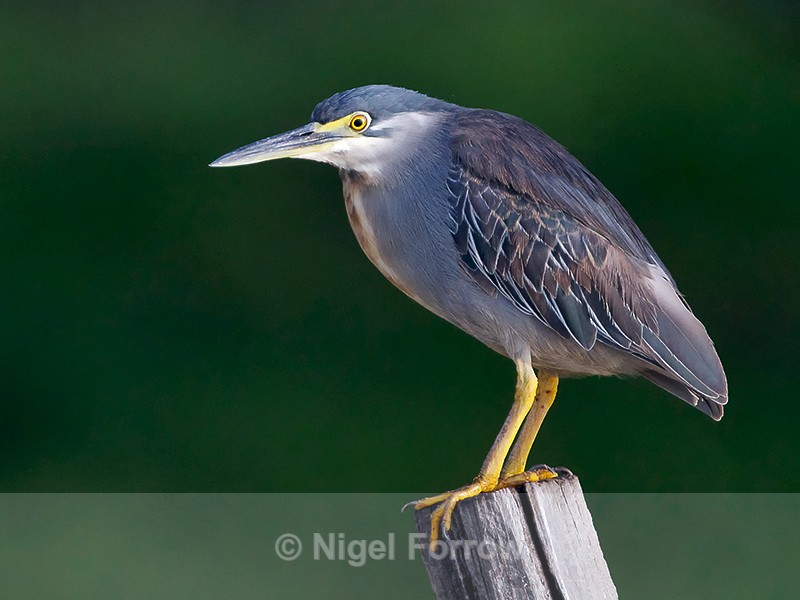 Striated Heron (Green-backed Heron) perched on a post - Striated (Green-Backed) Heron