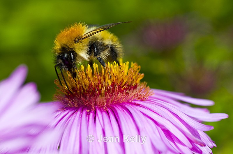 Bee - 5995 - Insects