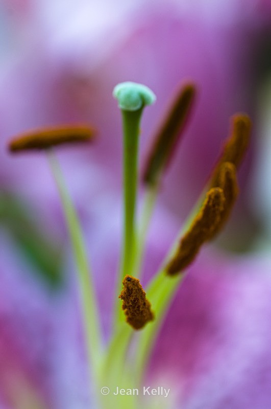 Flower - 5017 - Pink