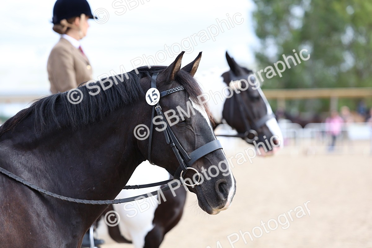 SBM_15834 - Class 314 - Family Horse - Pony