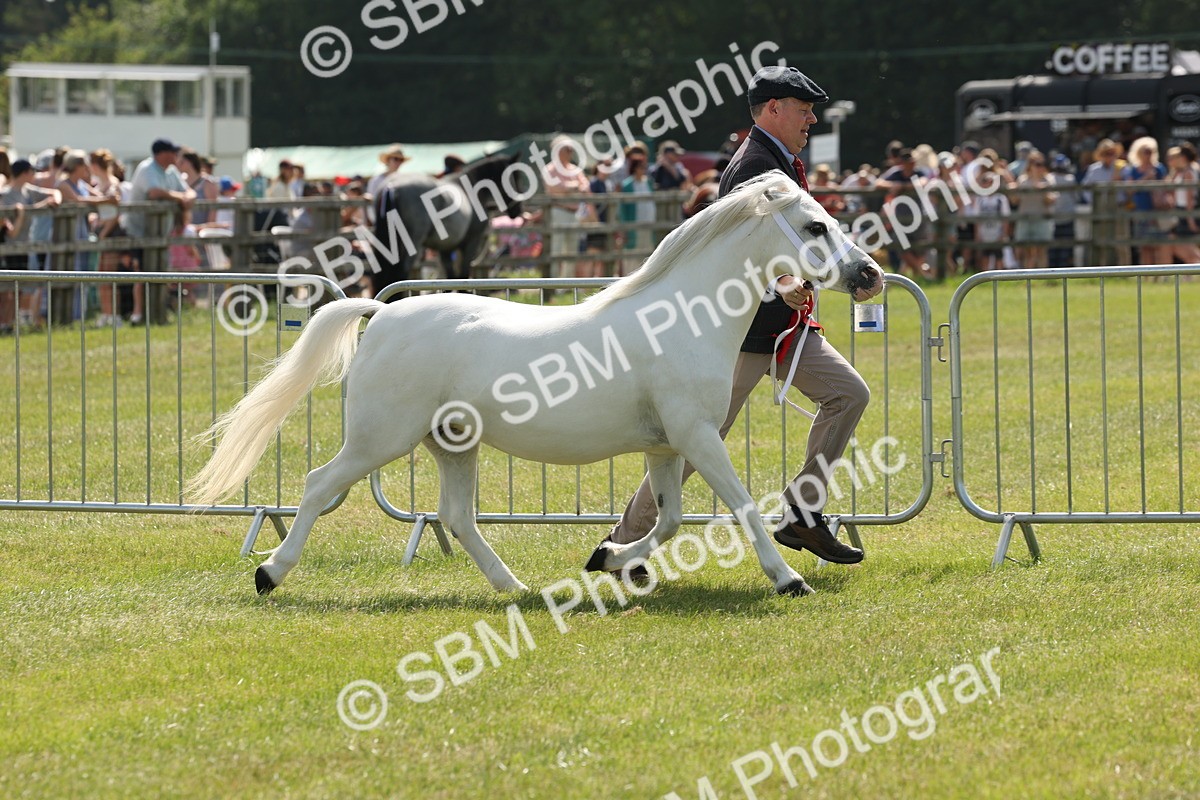 SBM_02394 - Class 6-13 - Mountatin and Moorland In Hand Welsh Breeds