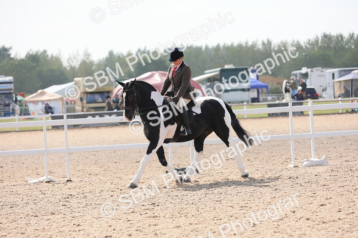 SBM_13490 - Class 308 Ridden Coloured Horse