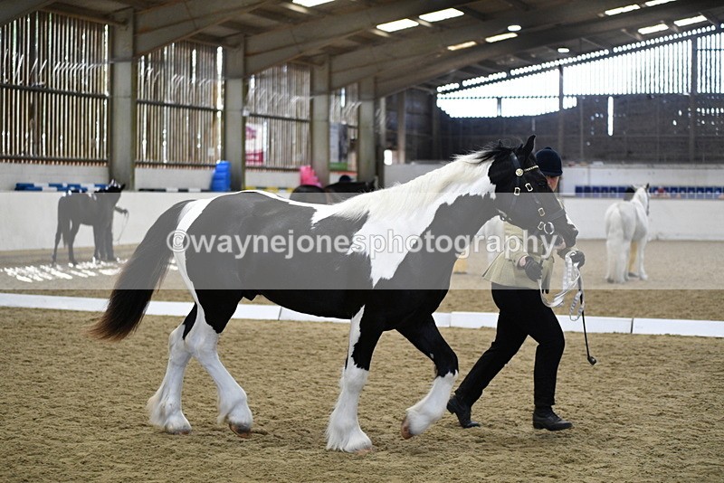 WJ5_4852 - Class 7 In hand coloured / odd coloured