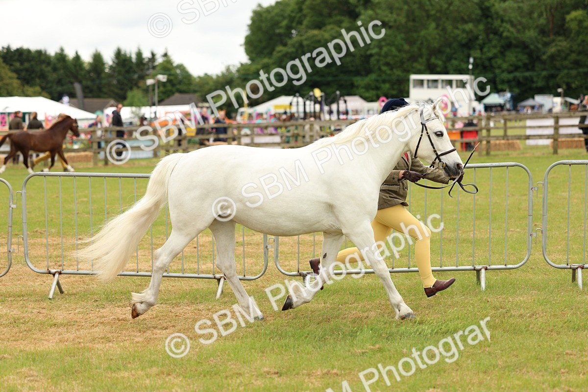 SBM_04171 - Class 64-67 - Shetland Pony In Hand