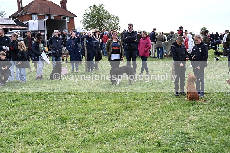 WJ6_8753 - Class 8 Best Working / Gun Dog or Bitch