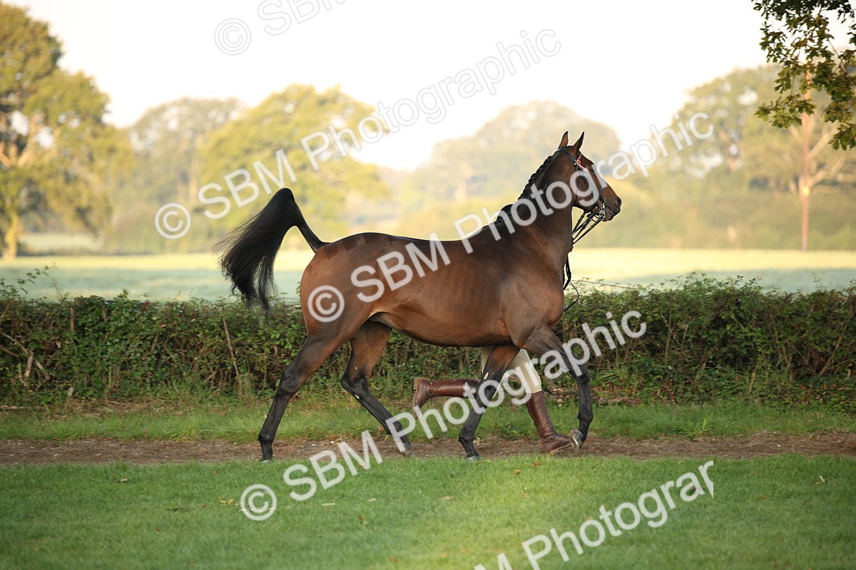 SBM_56807 - S49 - Riding Horse & Hack & Thoroughbred In Hand