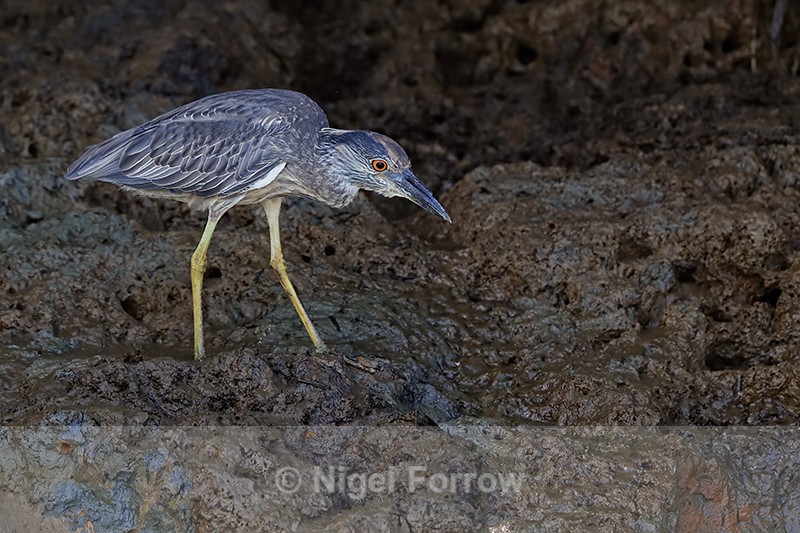Yellow-crowned Night Heron (immature), Sierpe River, Costa Rica - Yellow-crowned Night-heron