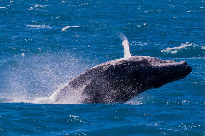 0A3A4342 - 2024 Hervey Bay Whales