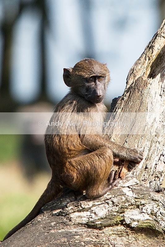 20120903-_MG_9779-1371 - Captive Animals