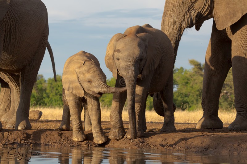 Elephant Baby 9