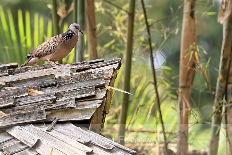 Eastern Spotted Dove, Ubud, Bali - Spotted Dove