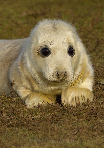 GREY SEAL PUP (5-7 HOURS OLD) - FAVOURITES WILDLIFE GALLERY. Selected images from the wildlife collections.