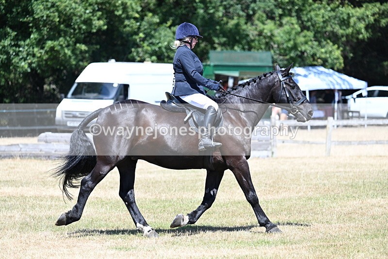 WJ7_2971 - Class 7 Riding Club Show Horse