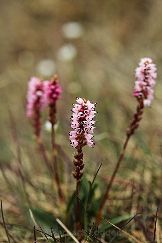 Alpine Bistort 3039 - Colours of Svalbard