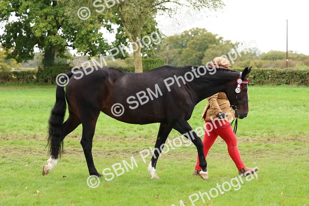 SBM_41696 - S26 - Mature Veteran In Hand