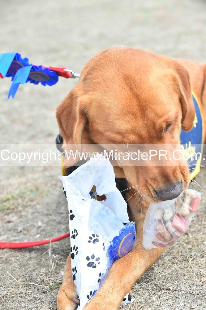 SH4_0313 - Dog show.