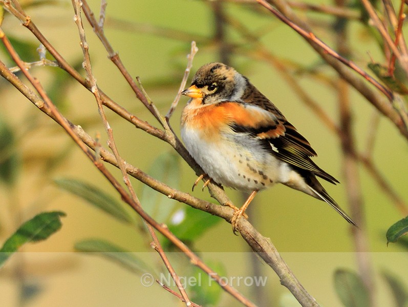 Brambling perched in a bush near the cattle pens at Otmoor - Brambling