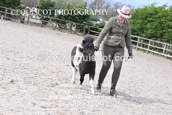 BPP_7129 - RING 1  (RIDDEN HORSES / IN HAND / VETERAN ETC)