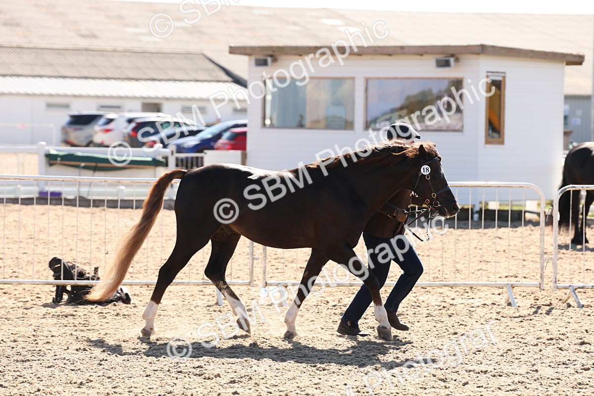 SBM_13869 - Class 205 - IH Show Pony - Show Hunter Pony