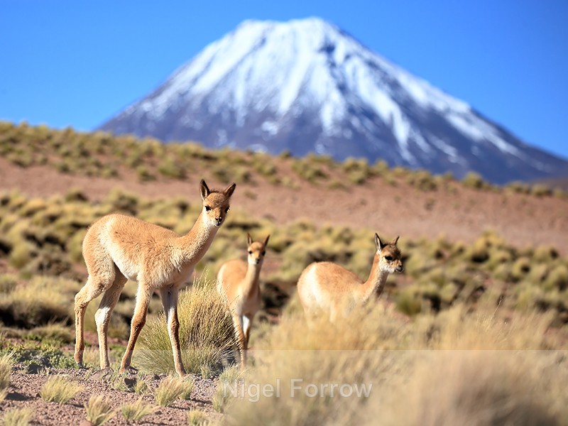 Three young Vicunas & Chiliques Volcano, Lake Miscanti, Chile - Vicuna