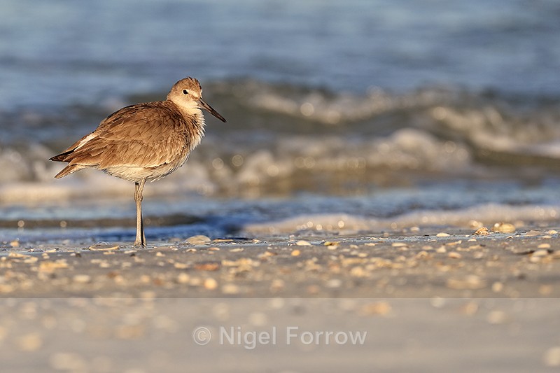 Willet standing still on beach, Fort De Soto, Florida - Willet