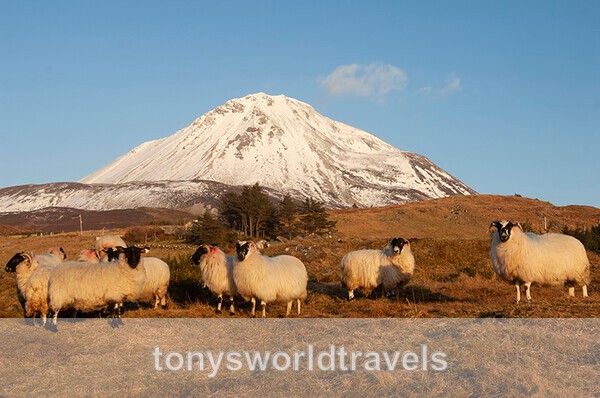 Sheep with a snow covered Mount Errigal 2, Co Donegal, Ireland - IRISH FARM ANIMALS
