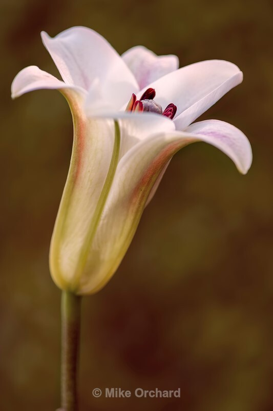 Lily - Floral