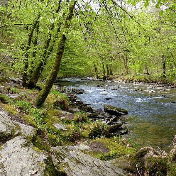 River Barle, Exmoor - Landscapes & Seascapes
