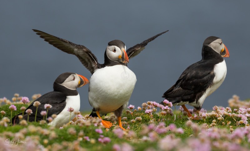 Puffen Group 2 - Puffins