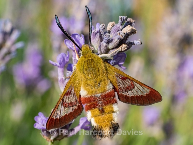 Broad-bordered Bee Hawk-moth (Hemaris fuciformis) - Insects, Spiders and other Animals