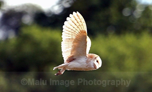  - OTHER WILDLIFE (UK)
