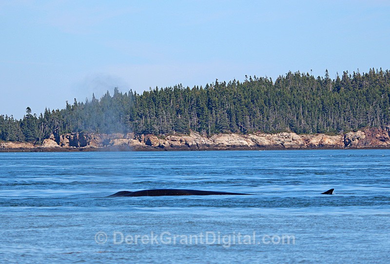 Whale Blow - #3 - Whales / Sea Mammals