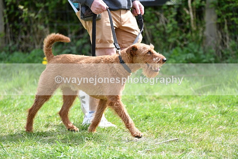 WJ5_9645 - Class 3 Most Handsome Dog