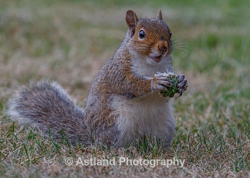 Astland Photography, Bird and Wildlife Images, Susan and Peter Wilson, U.K.