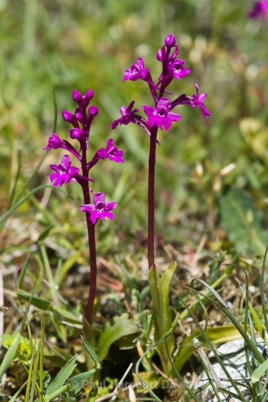  - Orchids - Orchis