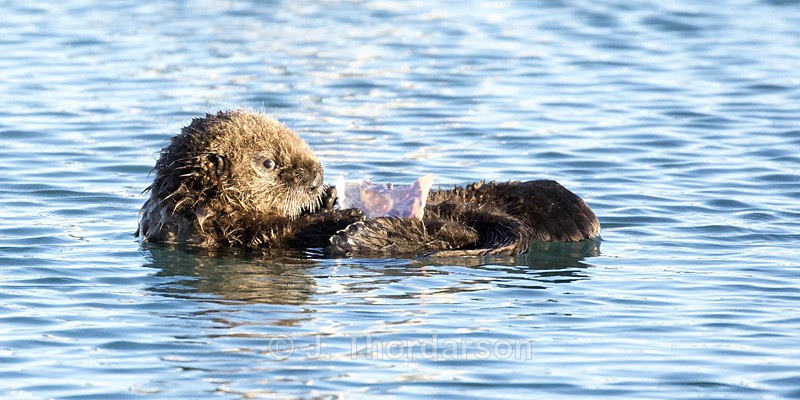  - Sea Otters
