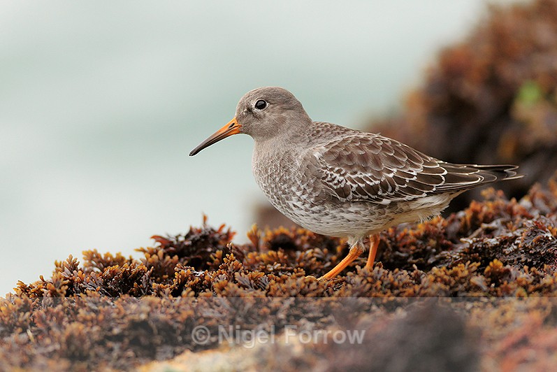 Purple Sandpiper amongst the seaweed near the Sandbanks chain ferry - Purple Sandpiper