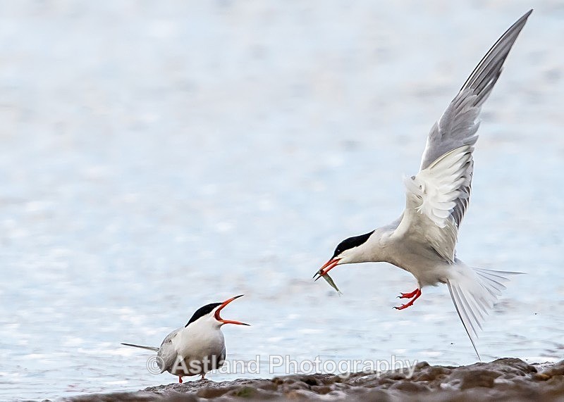 Astland Photography, Bird and Wildlife Images, Susan and Peter Wilson, U.K.