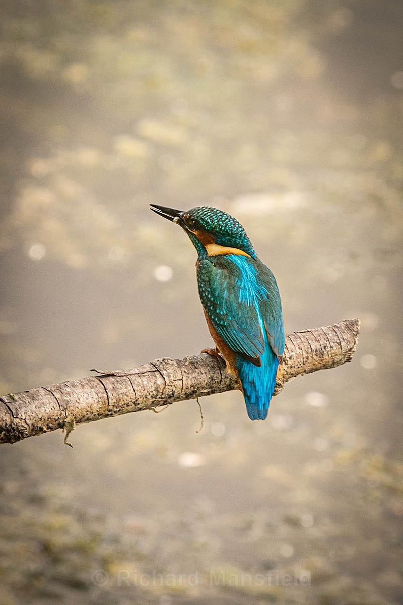  - Kingfisher