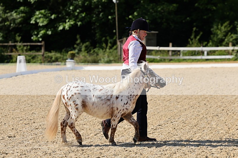 1X9A0615 - Class 3: Youngstock 1, 2, 3 year old not to exceed 153cm