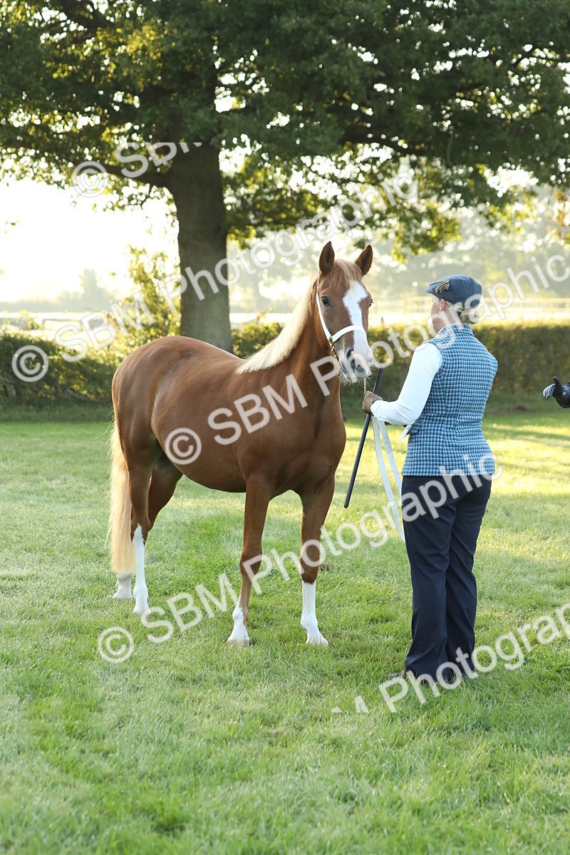 SBM_57825 - S42 - Youngstock