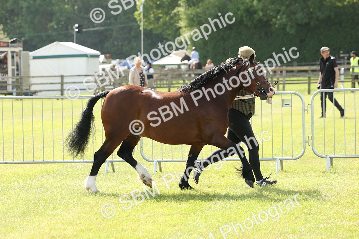 SBM_02106 - Class 6-13 - Mountatin and Moorland In Hand Welsh Breeds