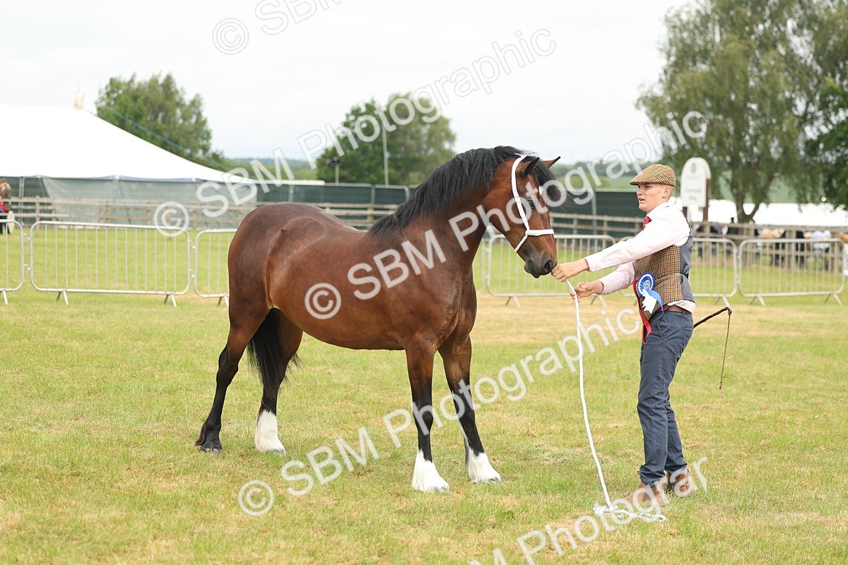 SBM_04994 - Class 50-57 - M&M Welsh Pony In Hand