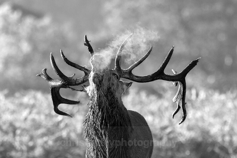  - New Images